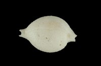 藏品(綉珠寶螺)的圖片